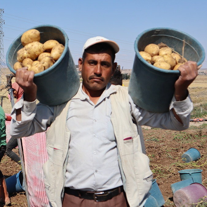 Patatesin tezgahtaki fiyatı 5 TL düştü