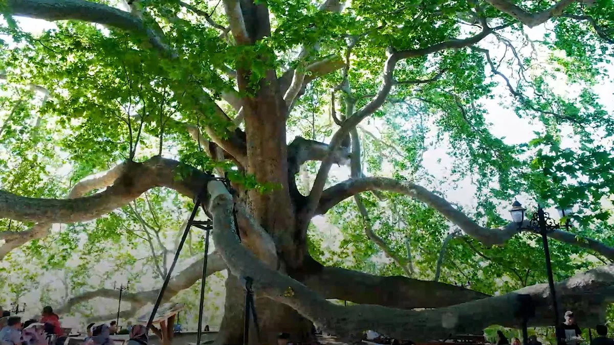 10 bin anıt ağacı bakanlık korumasında