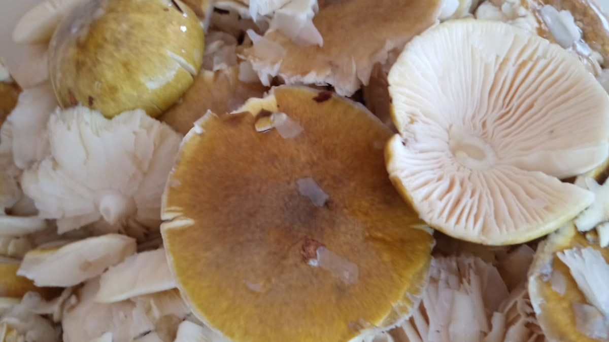 Tabak dolusu mantarın fotoğrafı ortaya çıktı