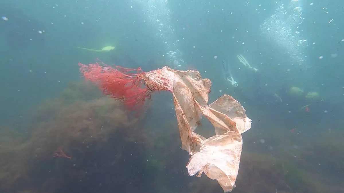 Karadeniz'de mikroplastik kirliliği üzerine yapılan araştırmalarda; aralarında hamsi, palamut, mezgit, barbun ve istavrit gibi 12 balık türünde görülen mikroplastikler, 2 milimetreden küçük zooplankton türü ‘kopepod’ isimli deniz canlısında da tespit edildi.