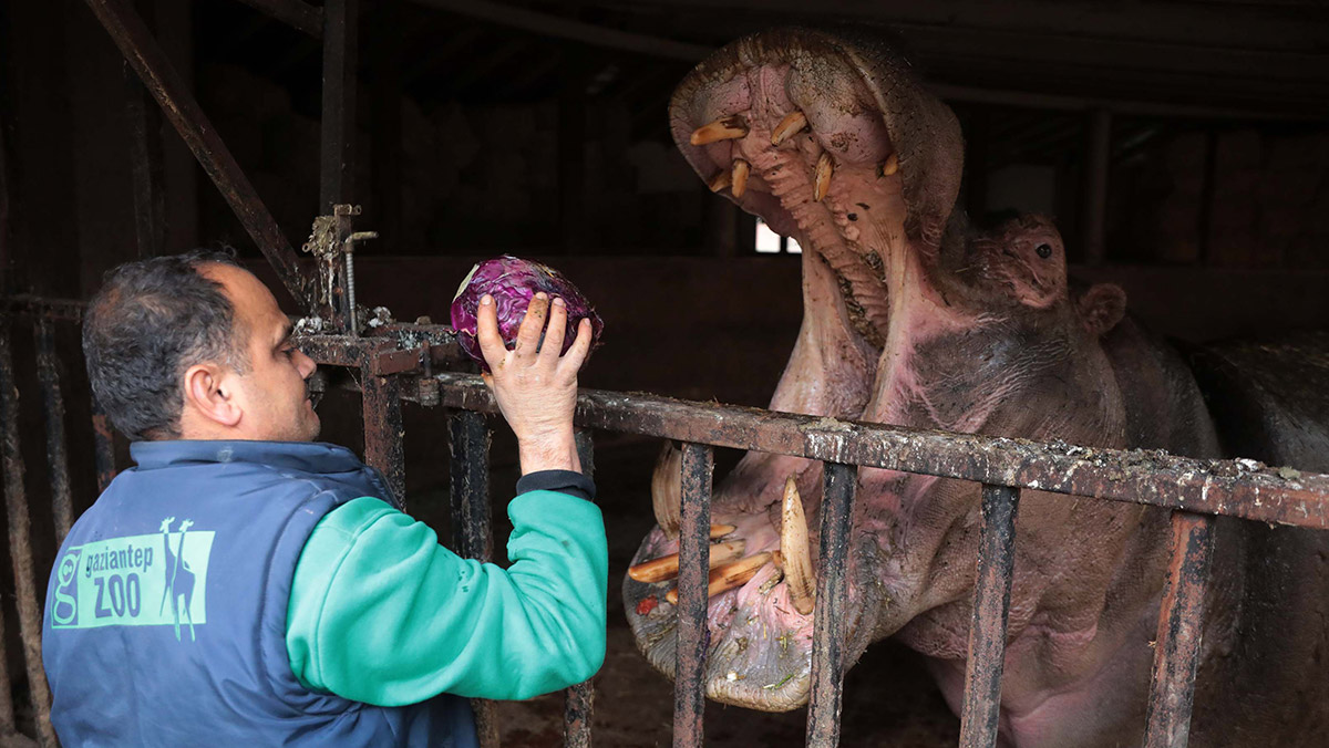 2 tonluk su aygırlarına özel kış menüsü