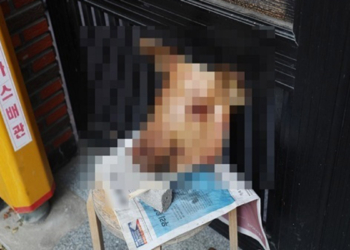 Kore ve Avusturalya'da İslamofobik saldırılar