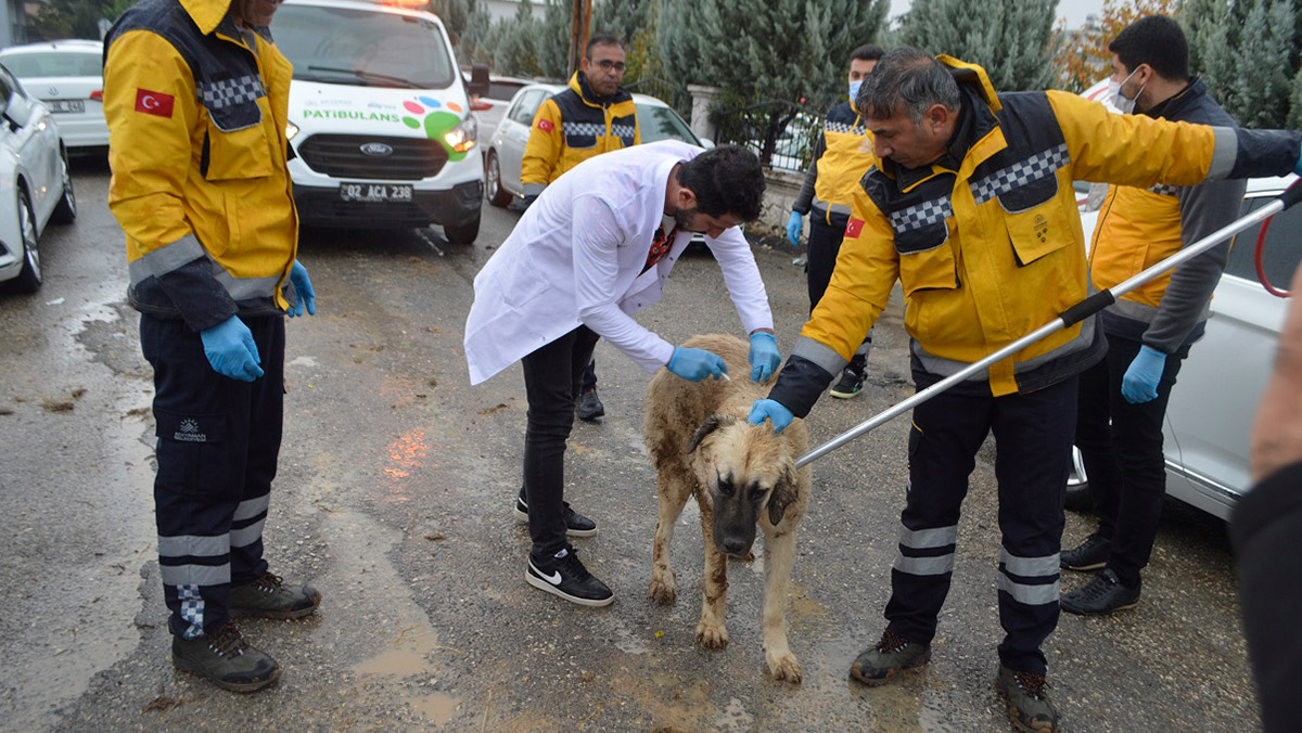 Adıyaman'da iki mahalleye kuduz karantinası