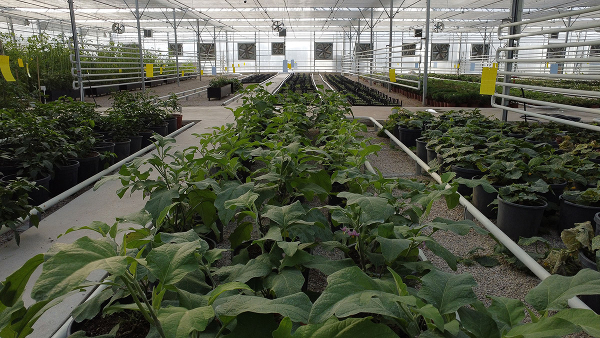 Akıllı serada onlarca tür bitki yetişiyor