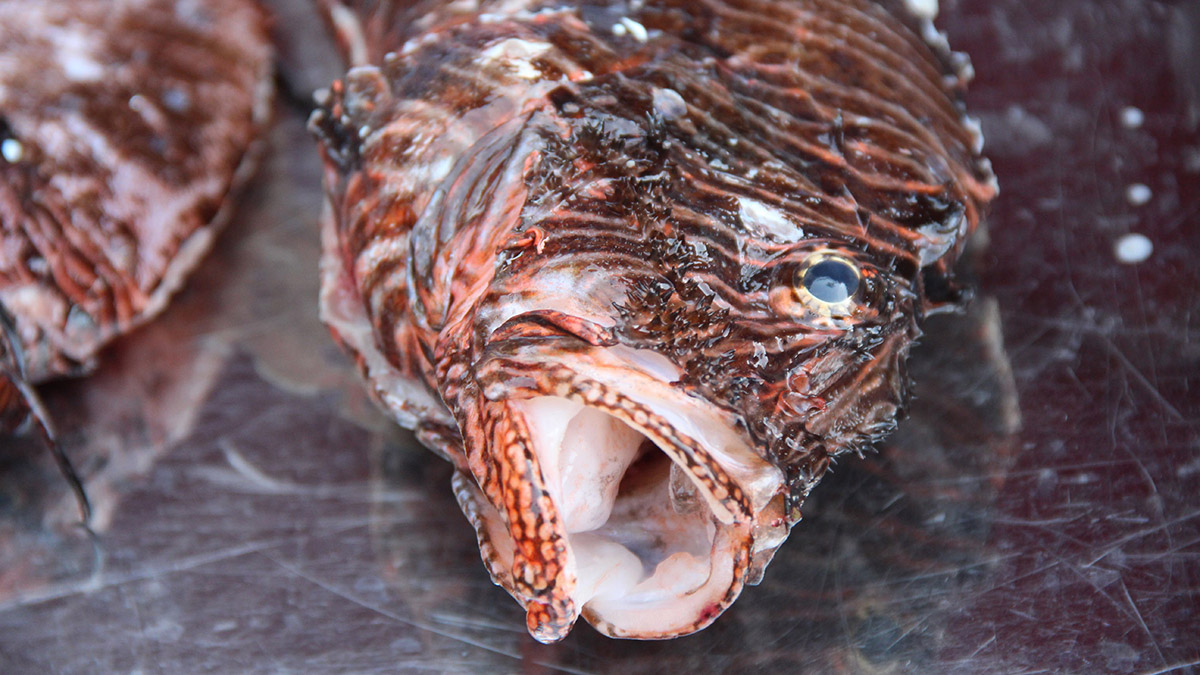 Aslan balığı ile mücadelede av yarışması