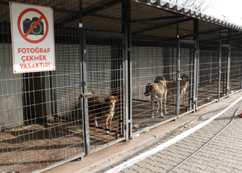 Barınakta köpeklerin öldüğü iddialarına inceleme
