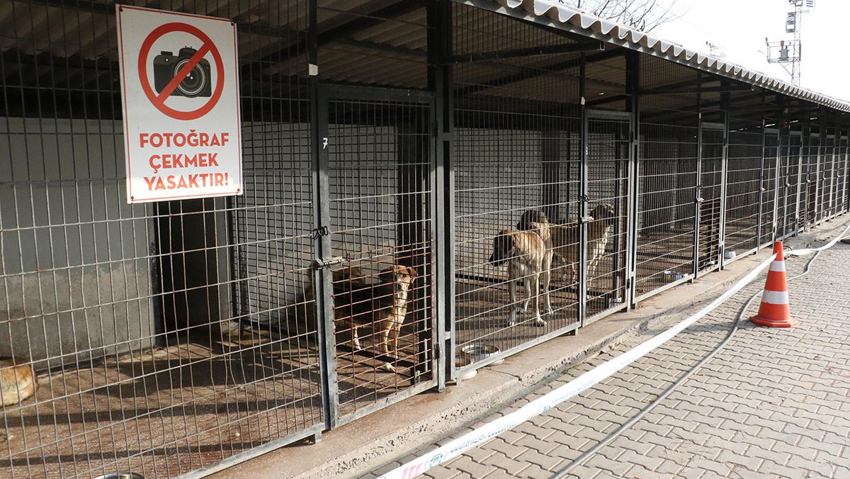 Barınakta köpeklerin öldüğü iddialarına inceleme