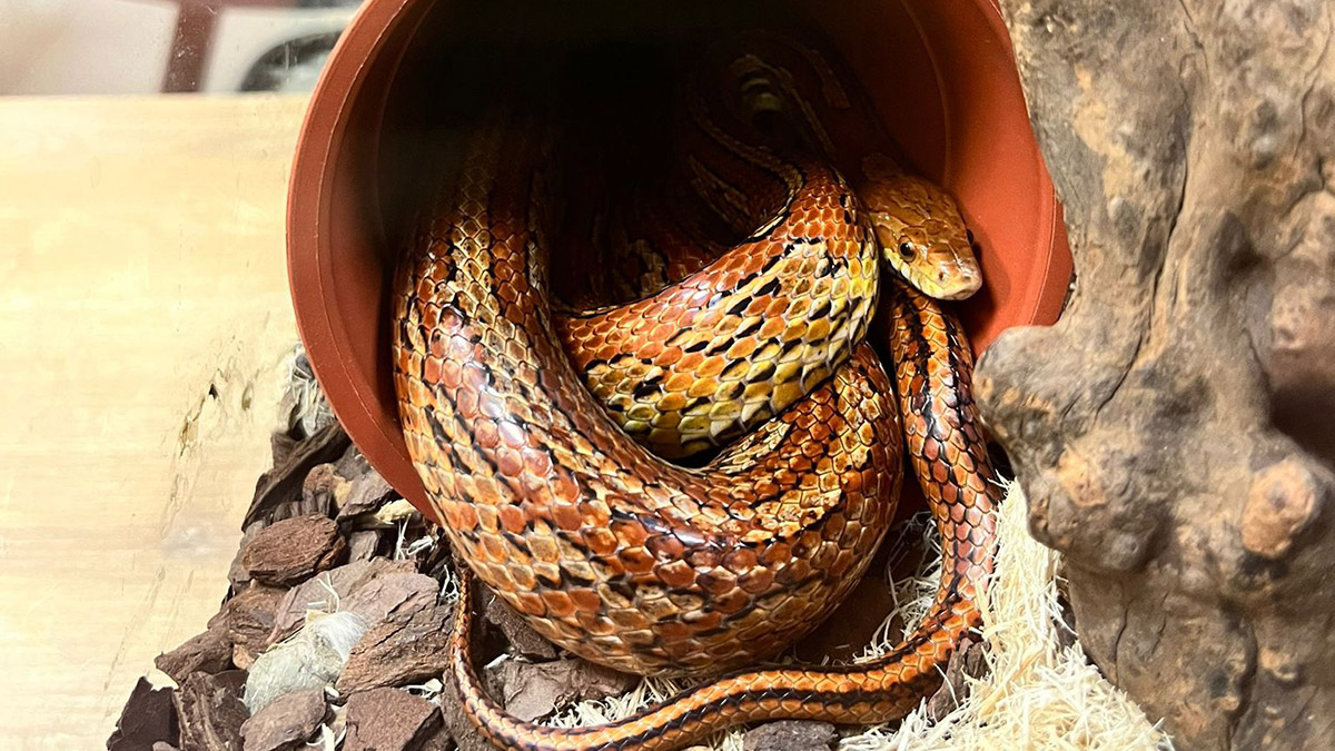 Bursa'da mısır yılanı ve tropikal papağan bulundu
