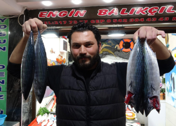 Çanakkale'de palamut bolluğu