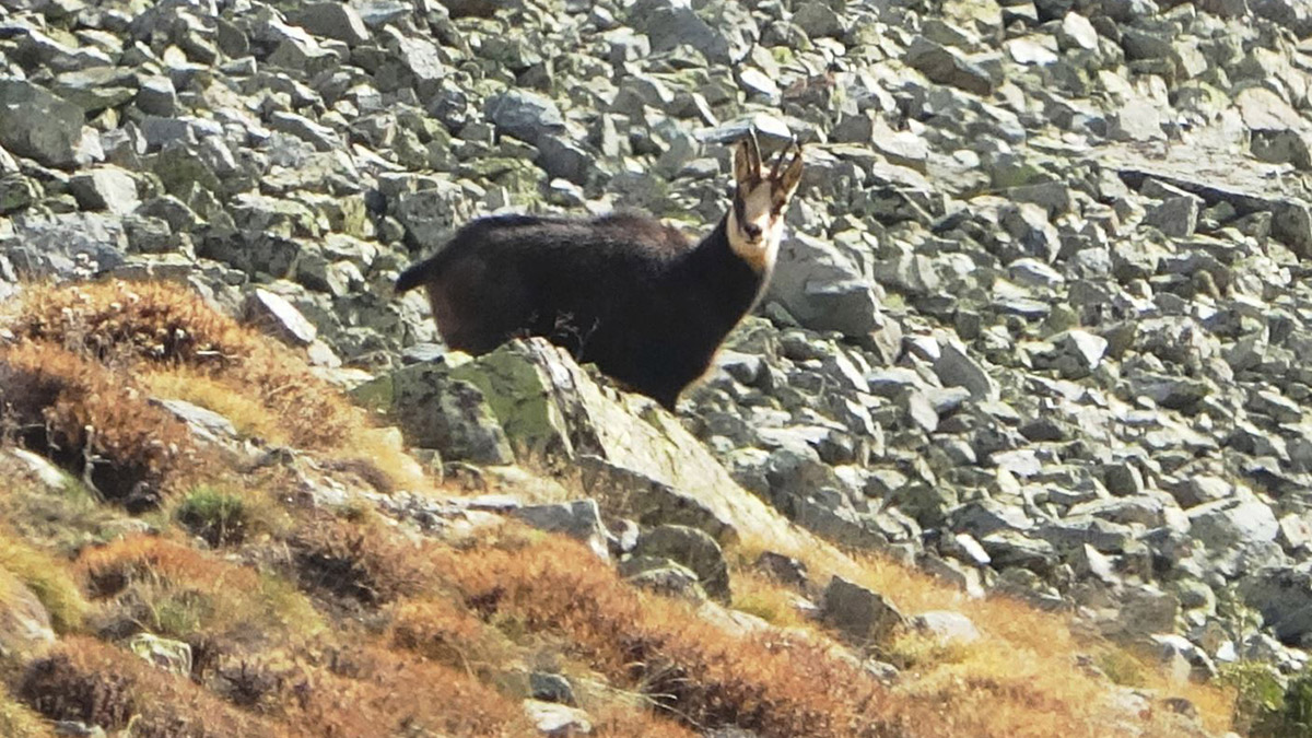 Çengel boynuzlu dağ keçilerine GPS'li koruma