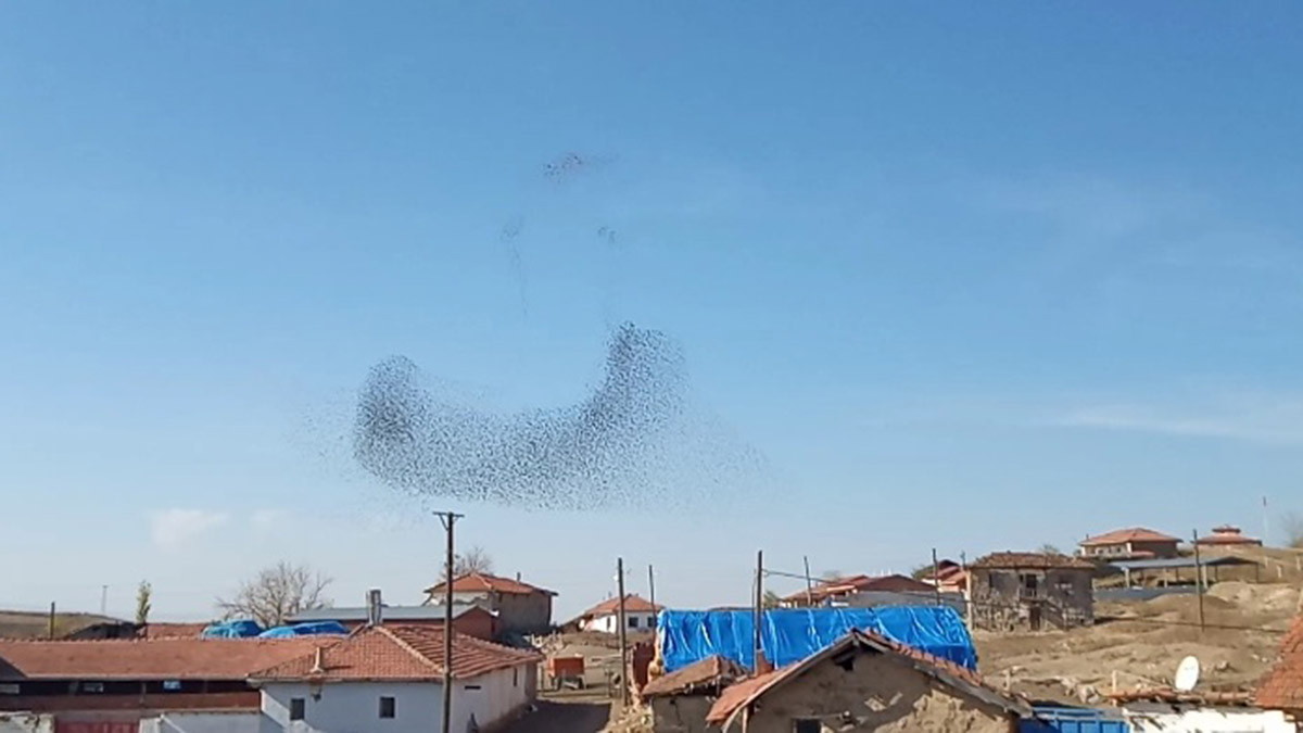 Çorum semalarında sığırcık sürüsü güzelliği