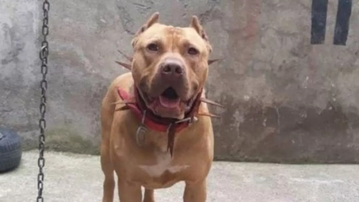 Denizde saldiran pitbull iddiasina takipsizlik kararif - yaşam - haberton