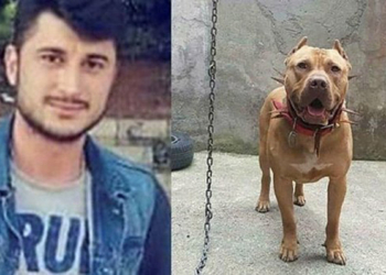'Denizde saldıran pitbull' iddiasına takipsizlik kararı