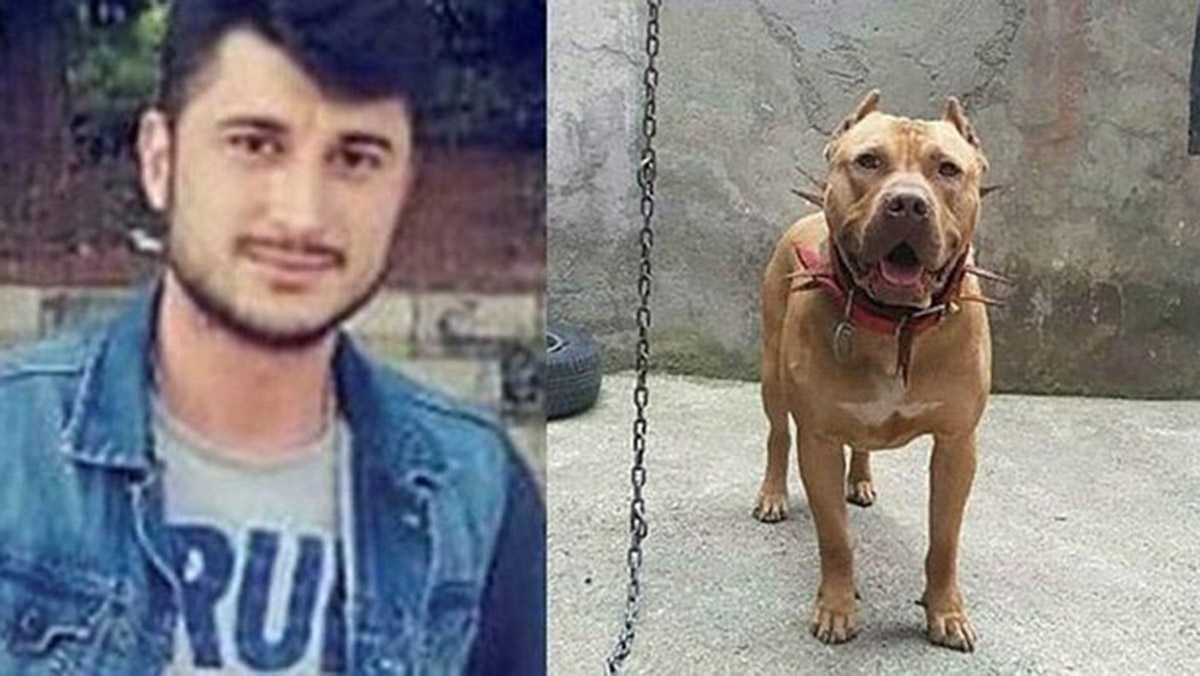 'Denizde saldıran pitbull' iddiasına takipsizlik kararı