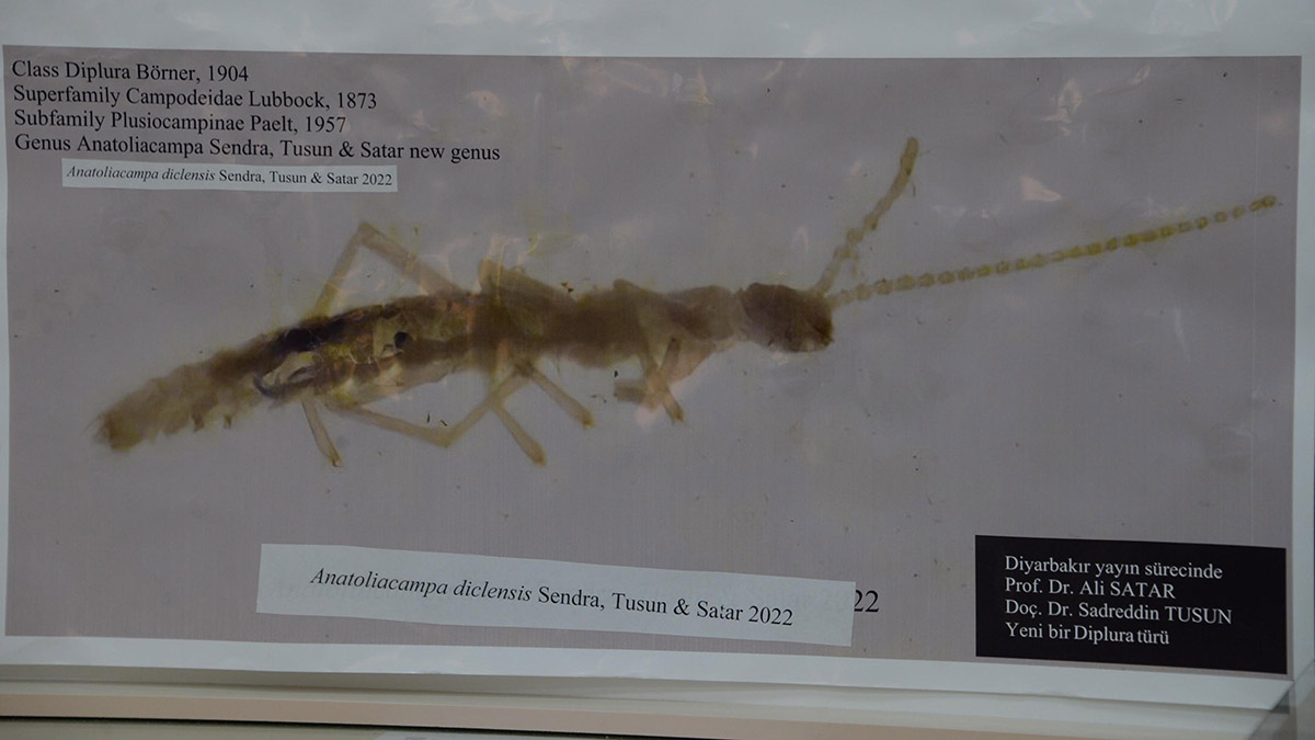 Diyarbakır'da yeni bir böcek türü ortaya çıktı