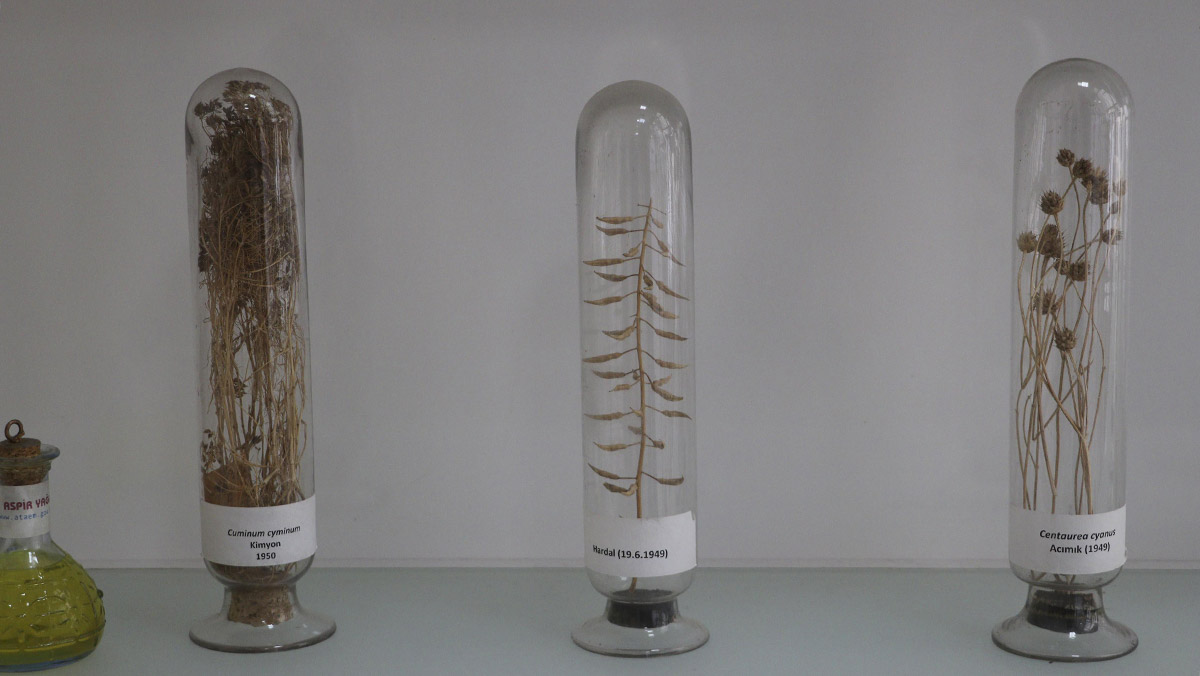 Endemik bitki türleri için doku ve DNA bankası