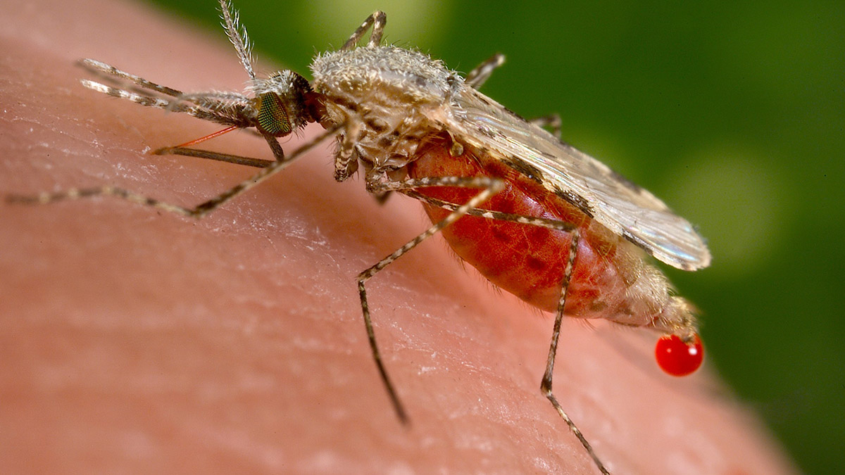 Etiyopya'da sıtma salgını tehlikesi  