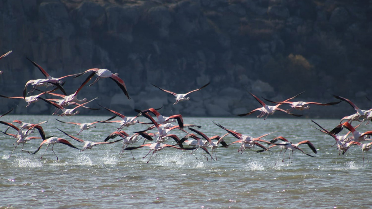 Flamingolar Mamasın Barajı'nı mesken tuttu