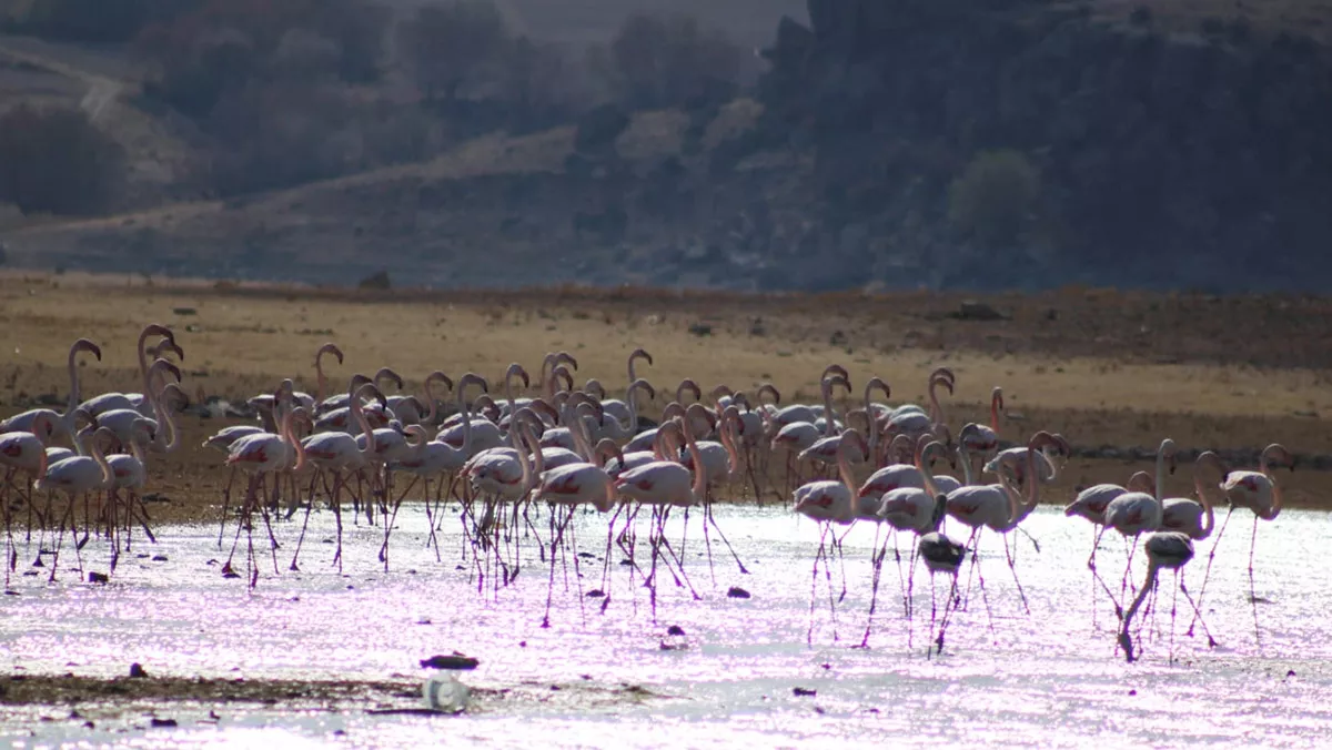 Flamingolar mamasin barajini mesken tuttuj - yerel haberler - haberton