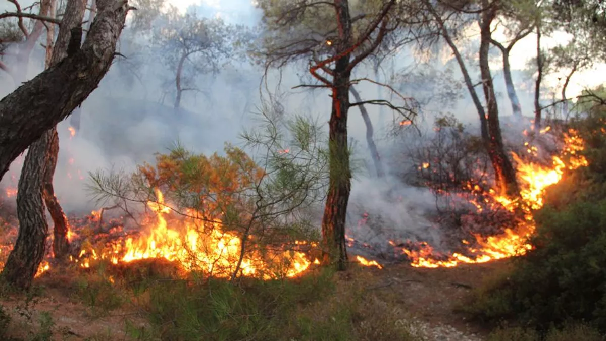Foça'daki orman yangını, kontrol altına alındı