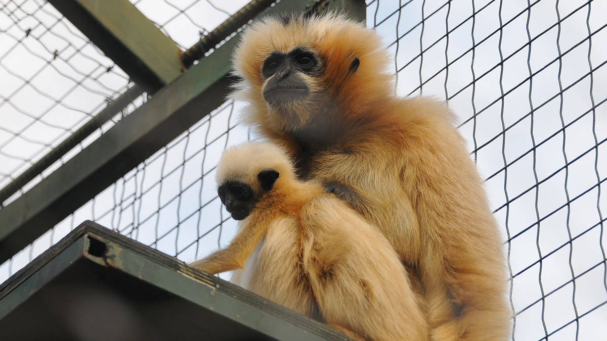 Gibon maymunu çiftinin yavrusu dünyaya geldi