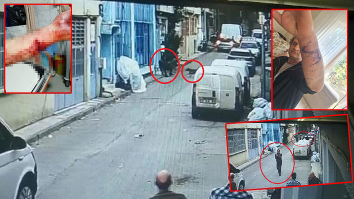 Husumetlisi, pitbull köpeğini üzerine saldırttı