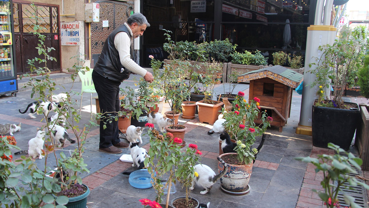 İş yeri önünde 40 kediye bakıyor