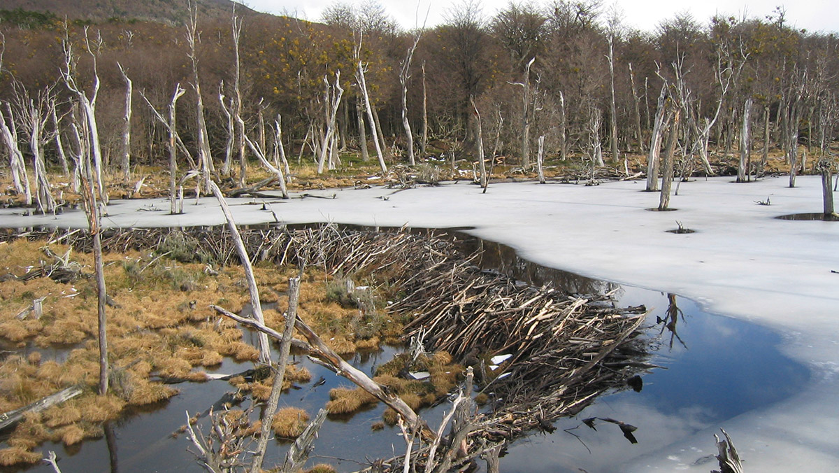 İstilacı türlerin 50 yıldaki zararı 1,3 trilyon dolar