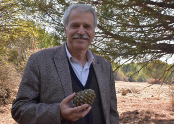 İzmir'de çam fıstığı hasat sezonu başladı