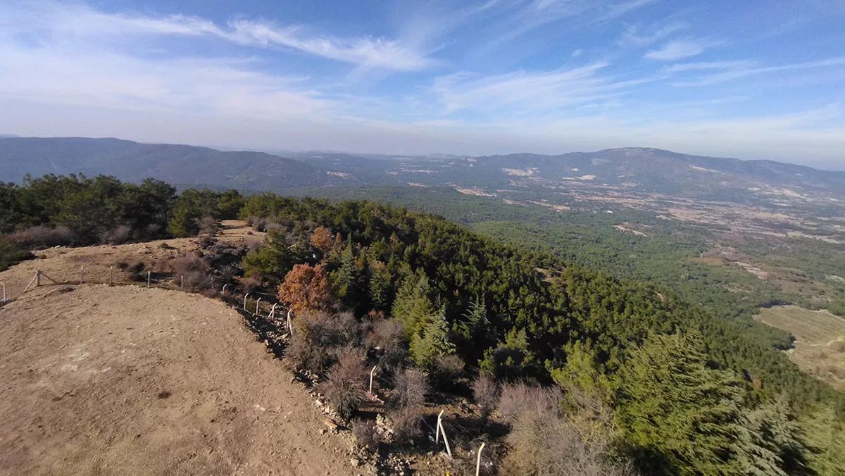 Izmirde cam fistigi hasat sezonu basladis - yerel haberler - haberton