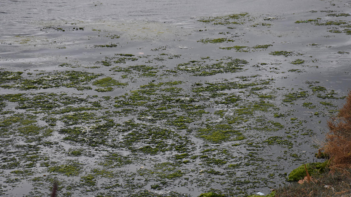 İzmir'de tüm zamanların en uzun süreli deniz marulu