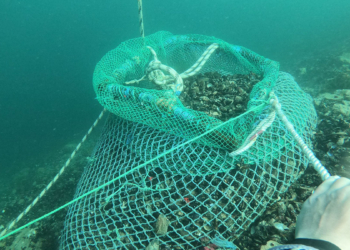 Kaçak avlanan 1 ton midye ele geçirildi