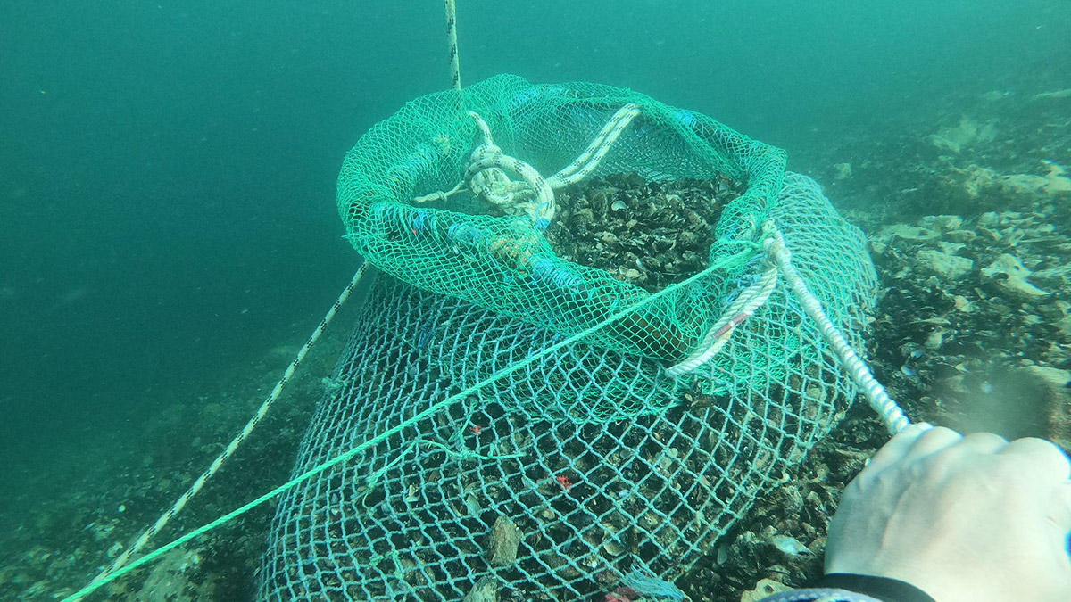 Kaçak avlanan 1 ton midye ele geçirildi  