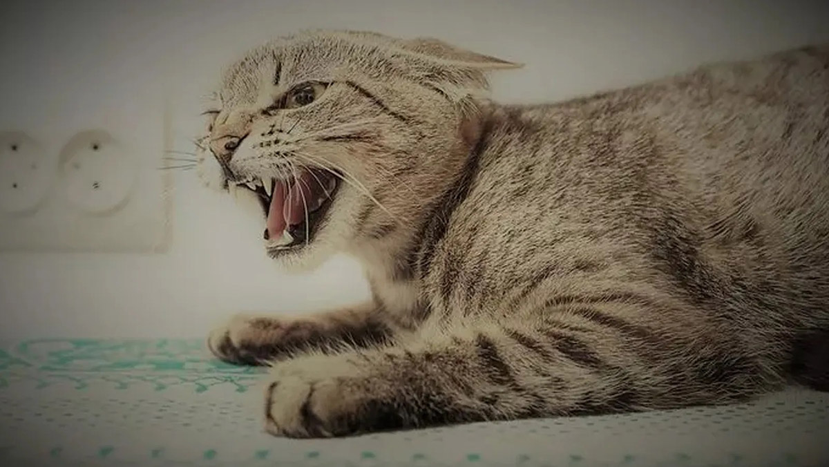 Kars'ta kuduzdan kedi ölümü