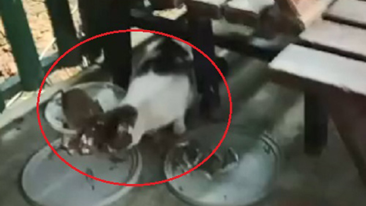 Kedi ile fare aynı kaptan yedi; o anlar kamerada