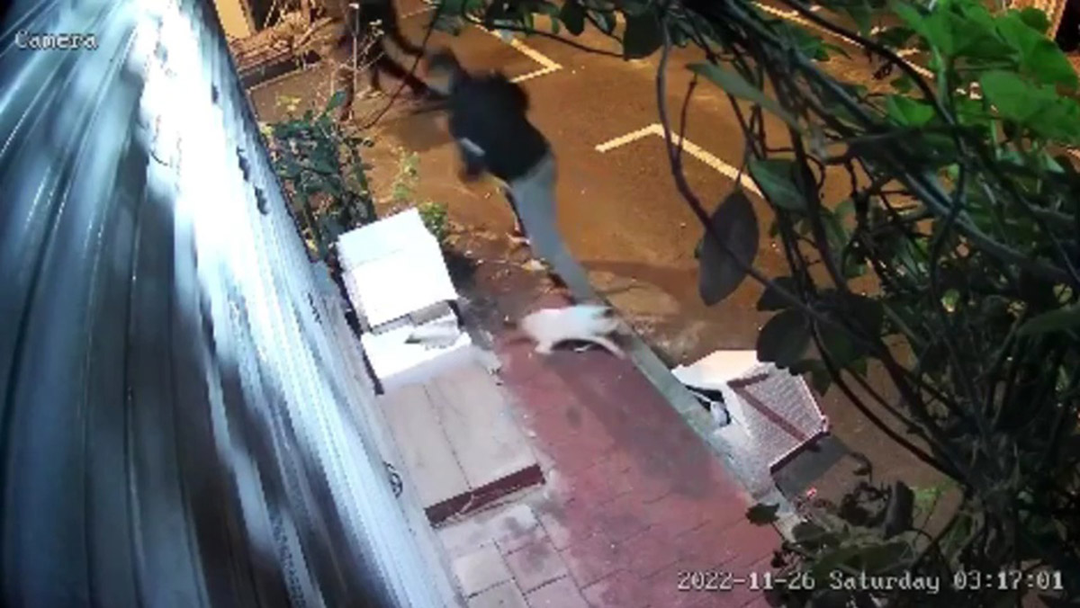 Kedi yuvasını yumruklayarak parçaladı