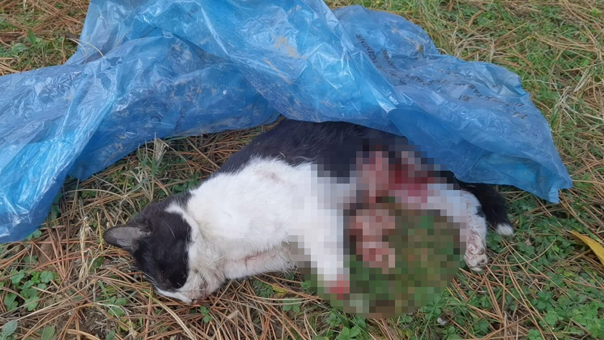 Kedisini patileri kesilmiş ve karnı parçalanmış buldu