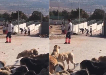 Konya hayvan bakımevindeki köpeklere muayene