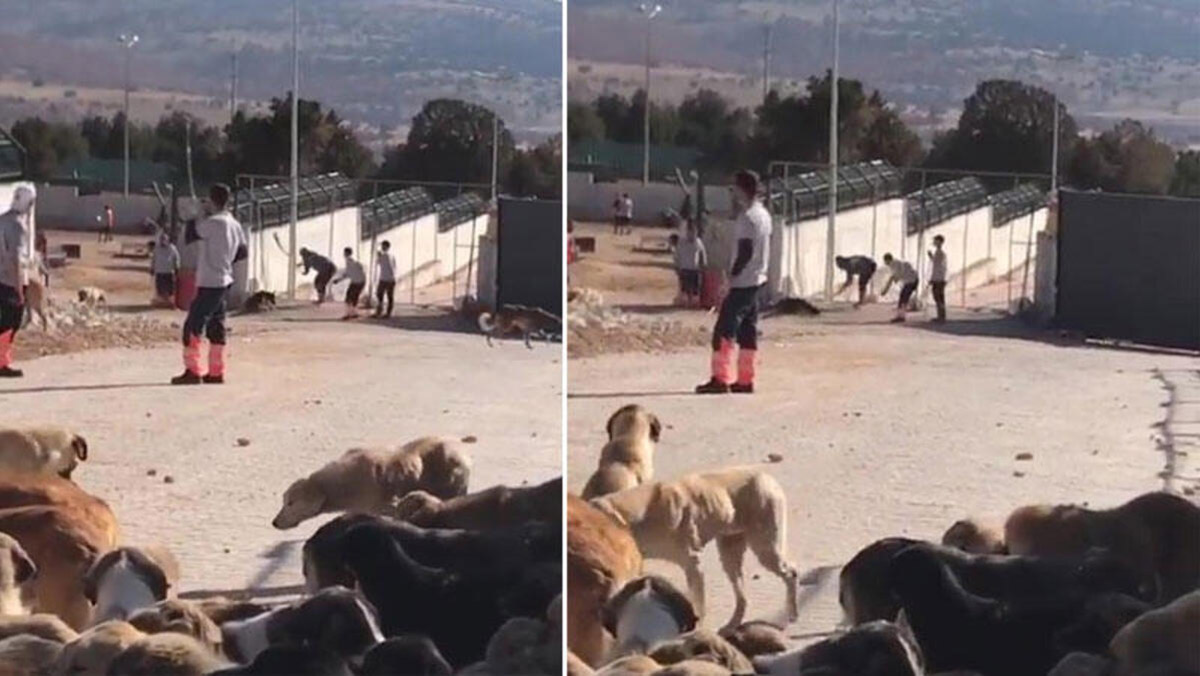 Konya hayvan bakımevindeki köpeklere muayene