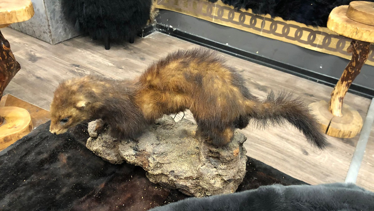 Küçükçekmece'de onlarca hayvan postu ele geçirildi