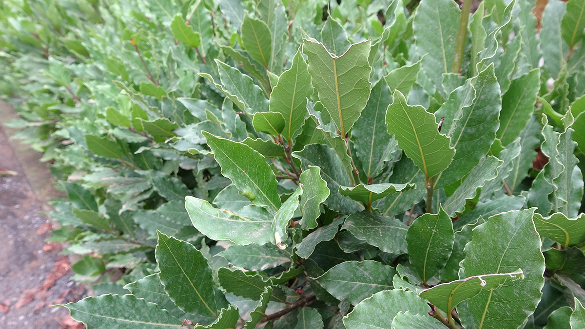 Kuraklığa karşı 'su tasarruflu bitki' önerisi