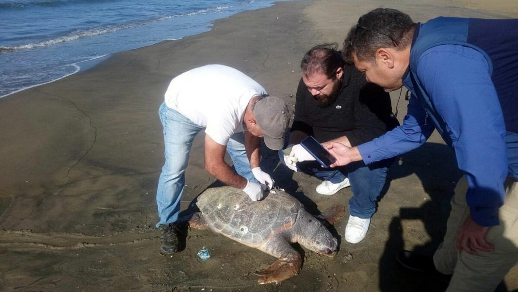 Kuşadası'nda 3 deniz kaplumbağası ölü bulundu