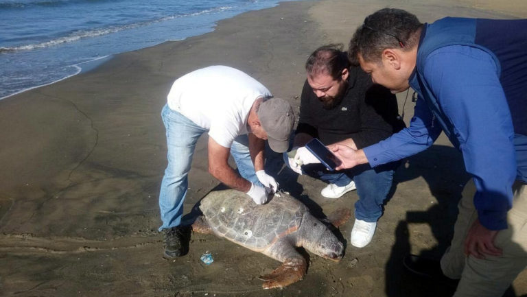 Kuşadası’nda 3 deniz kaplumbağası ölü bulundu