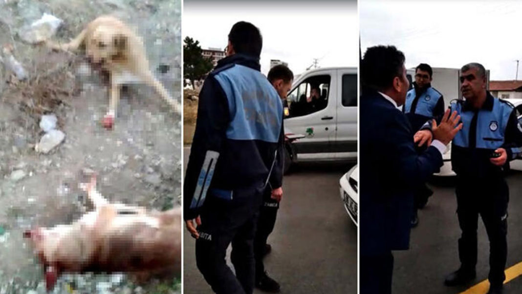 Mamak'ta belediye ekiplerine köpek cinayeti iddiası