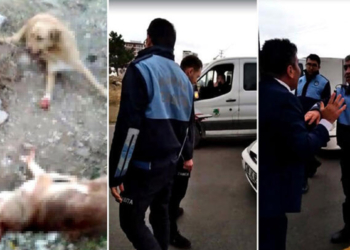 Mamak'ta belediye ekiplerine köpek cinayeti iddiası