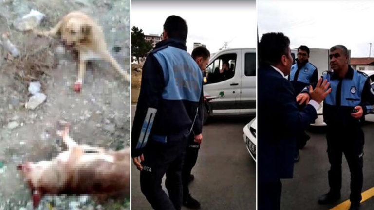 Mamak’ta belediye ekiplerine köpek cinayeti iddiası