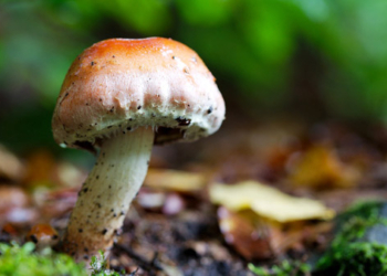 Mantar zehirlenmelerinde ilk 3 güne dikkat