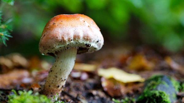 Mantar zehirlenmelerinde ilk 3 güne dikkat