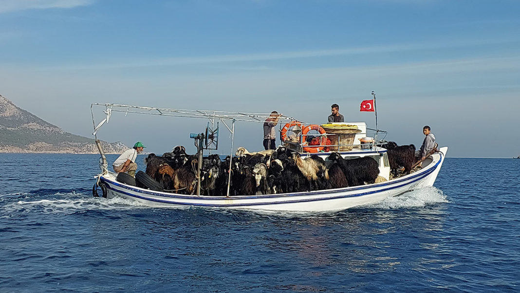 Mersin'de keçileri tekne ile taşıdı