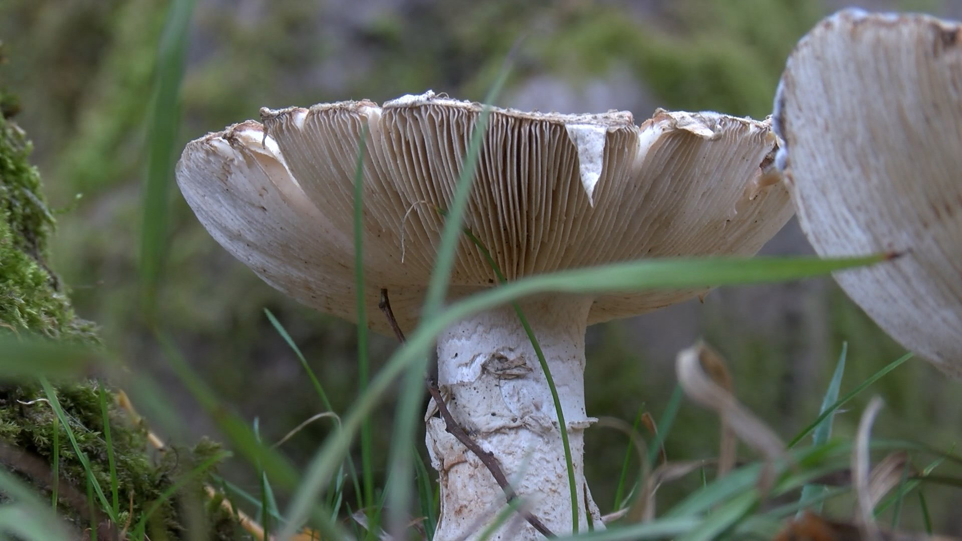 Ölümlerin yüzde 95'i 'köygöçüren mantarı' kaynaklı